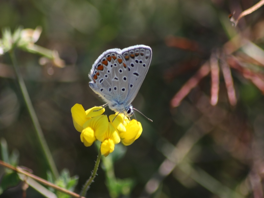 ciclabile Arluno-Boffalora
